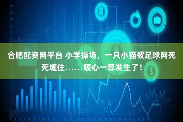 合肥配资网平台 小学操场，一只小猫被足球网死死缠住……暖心一幕发生了！